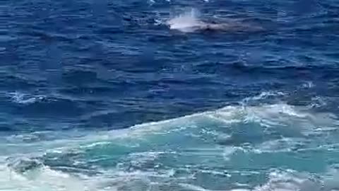 Shark attack off Little Bay Beach in Sydney