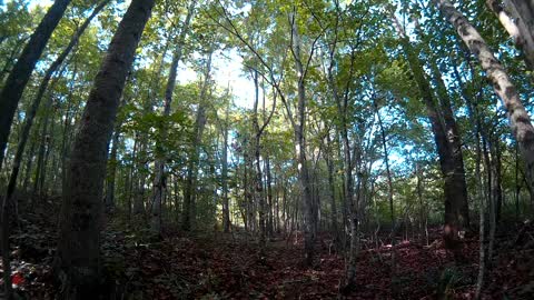 Birds and crickets in the peaceful woods