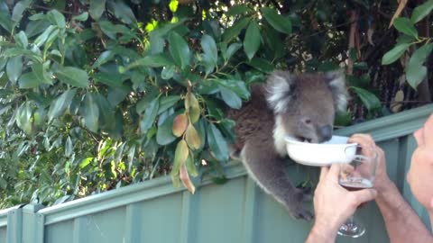 Cute Thirsty Koala