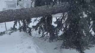 Winter storm downs trees in New York's West Seneca