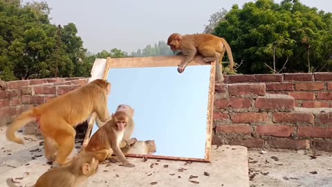 Monkey vs Mirror Funny Video 2022 can't Stop Laughing