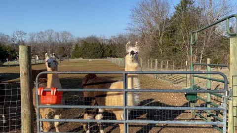 Our llamas sound the alarm!