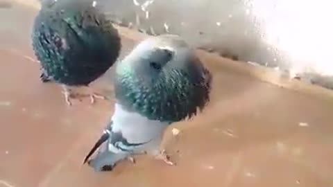 Homing pigeon Watch the greatness of God’s Creator8