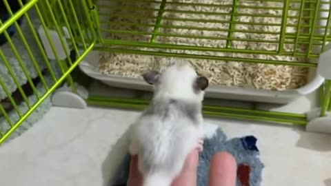 Baby Sugar Glider Practices Jumping Into His House #shorts #sugarglider #sugarglidercare