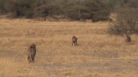 LIONS VS HYENAS - Clash of Enemies