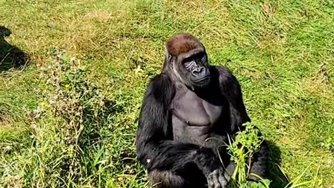 These male gorillas are enjoying a scatter feed in the sun!