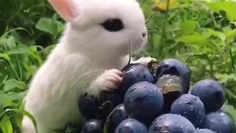 Cute Rabbit Eat Watermelon