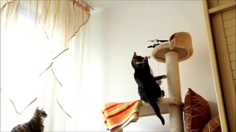 Cat vs RC Helicopter