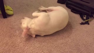 French bulldog shows his skills to get a treat