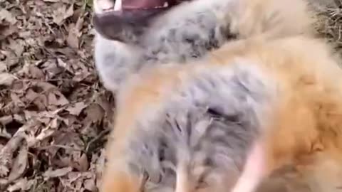 Fox Laugh Funny Animal Moment