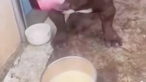 😄This dog clearly can't drink milk.🤣