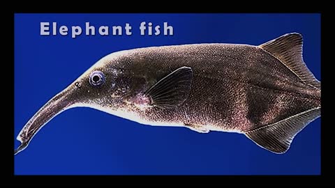 Elephantfish