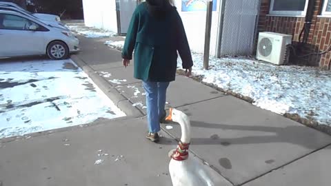 Pet Goose George™ delivers muffins to the Sheriff Office on "Christmas Eve"