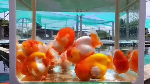 The most beautiful thailand goldfish collection-7
