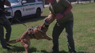 This Belgian Malinois Almost Dislocated My Shoulder