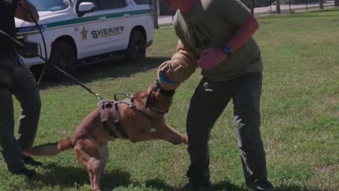 This Belgian Malinois Almost Dislocated My Shoulder