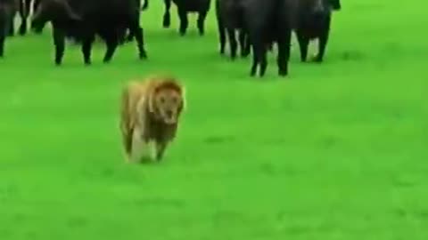 Lion vs Buffalo Battle is not never