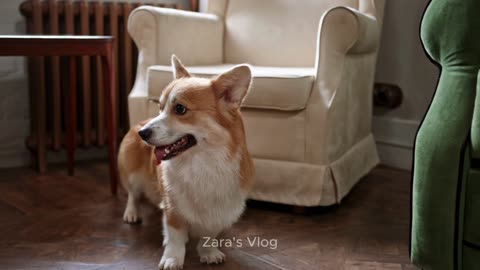 Irresistibly Cute Puppy's Playtime Adventures | Zara's Vlog