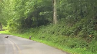 NW NC 🦃 Wild Turkeys at The Treehouse 🦃 Green Mountain North Carolina 8/28/23 4pm 71°F