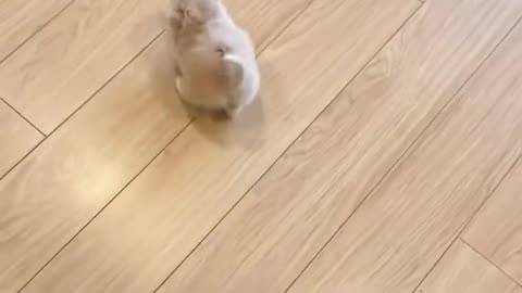 CUTE CATS MOVES