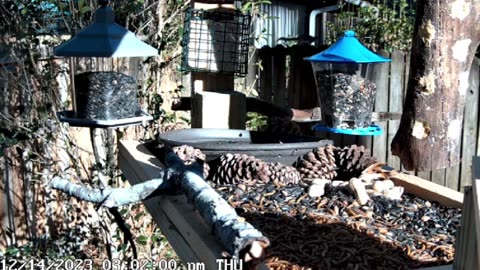 Live outdoor cam