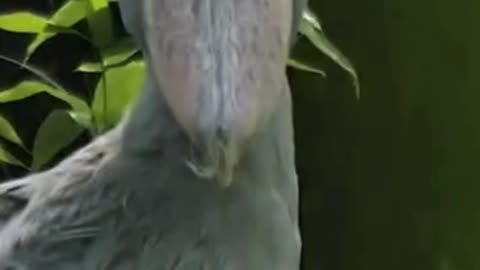 The living dinosaur that sounds like a machine gun: Shoebill Stork