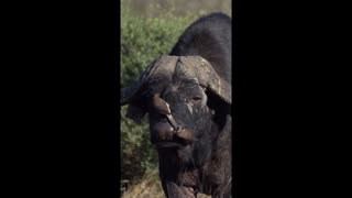 Oxpeckers Pick Buffalo's Nose