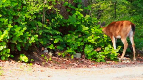 Deer animal food