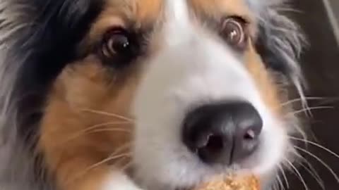 Funniest DOG Videos in 1 MINUTE!