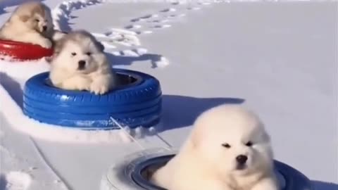 Pups Enjoying Snow