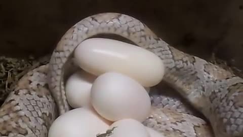 Corn Snake laying an egg