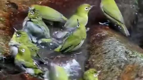 Japanese White Eye Birds Group Bathing #shorts #viral #shortsvideo #video