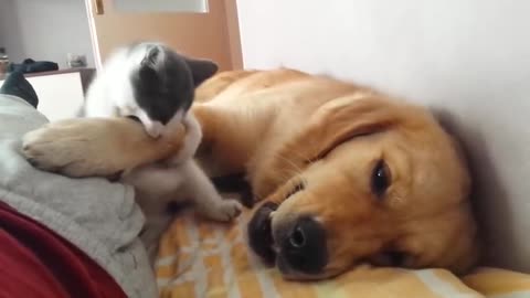 Kitten Playfully Bites Sleeping Dog