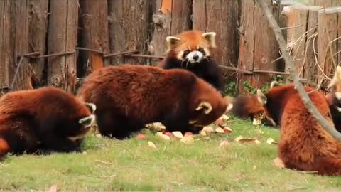 Red Panda Sea Silk Safari Park