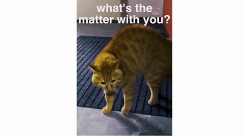 When You Have a Talkative Cat - Funniest Cat Ever!
