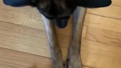 Watch now Dog playfully plays it cool until he's had enough.