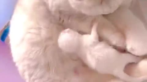 Proud White Cat Mom Shows Off Her Cute Kittens to the World