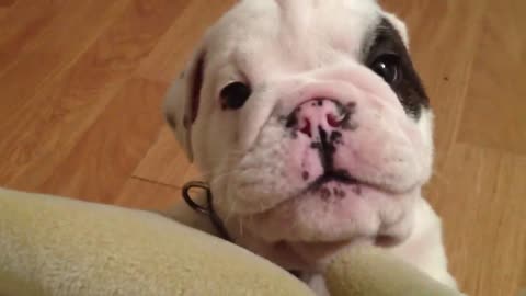 "Whims of Bentley: Navigating Life with a Fussy Bulldog Pup"