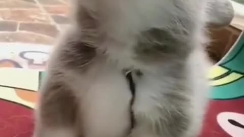 ♡ Best Funny Cats