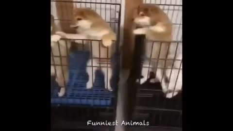 Funny animal video complition