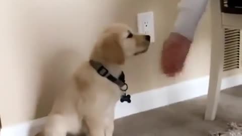 Friendly pup greets new friends with a wagging tail.