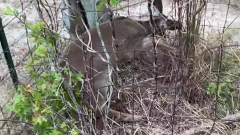 Rescuing a Fawn Whitetail Deer Stuck in Fence