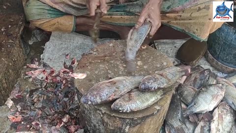 Live Huge Big Tilapia Fish Cutting🐬fish cutting skills fish market