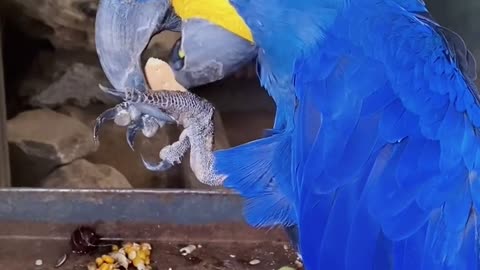 beautiful parrot eating