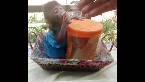 Innocent Monkey Baby Eating Well