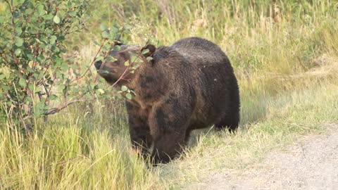 Grizzly Bear 399 looking happy and healthy in the fall of '22 after releasing her four cubs in May.