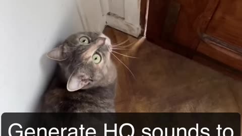 Sounds that attract cats - Meow to make cats come to you