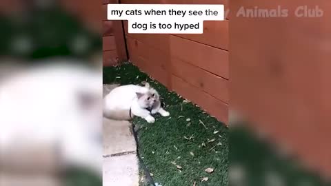 funny animal videos