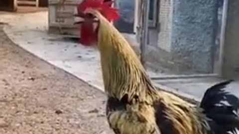 You will laugh, I mean, you will laugh. Watch this rooster quickly.😂😂😂