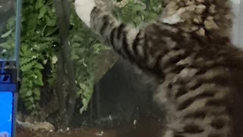 Adorable kitten hunts his gecko friend